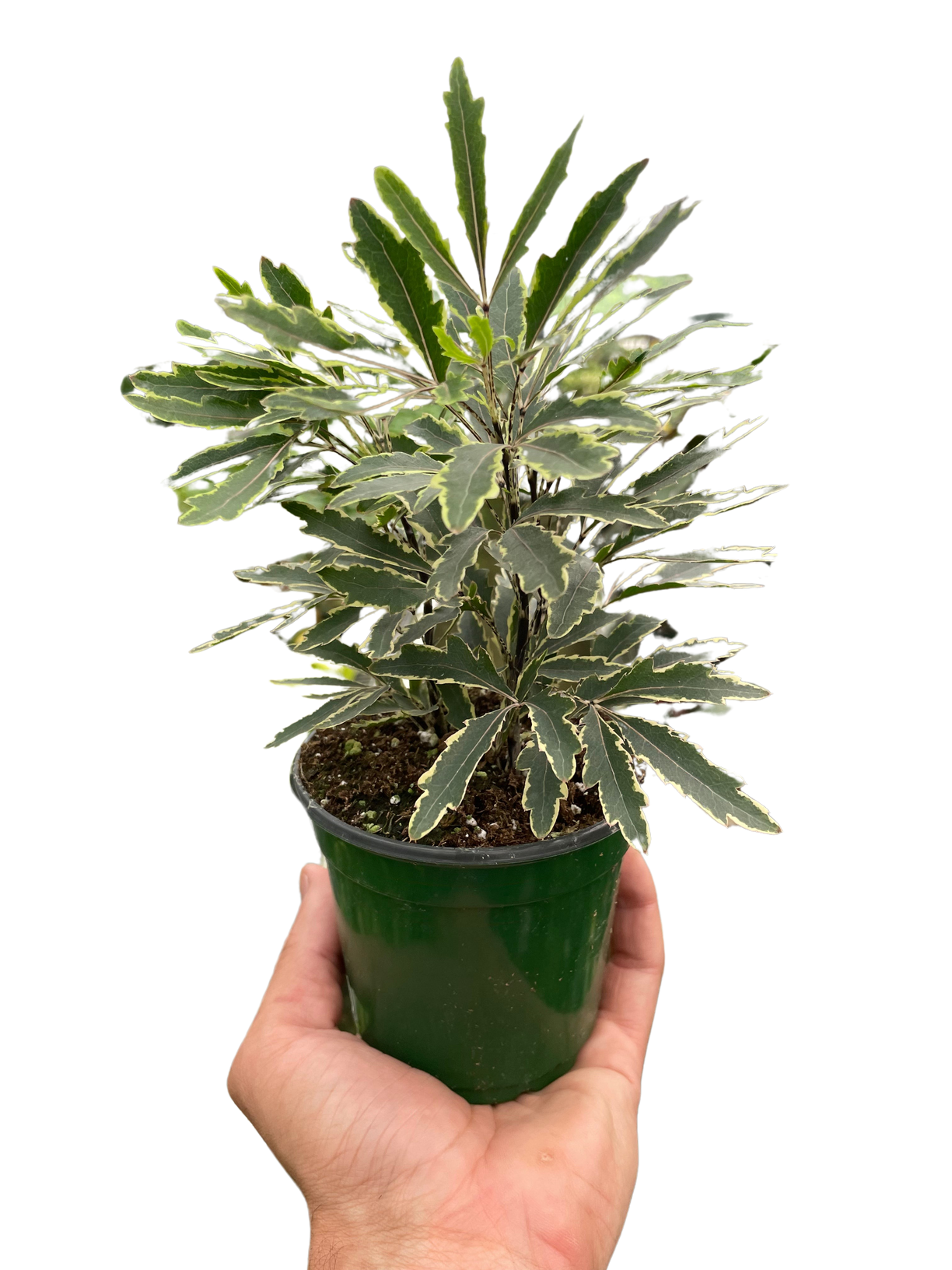 Aralia 'Bianca' - 4” NURSERY POT ONLY