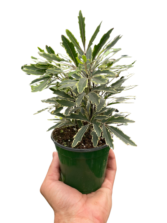 Aralia 'Bianca' - 4” NURSERY POT ONLY