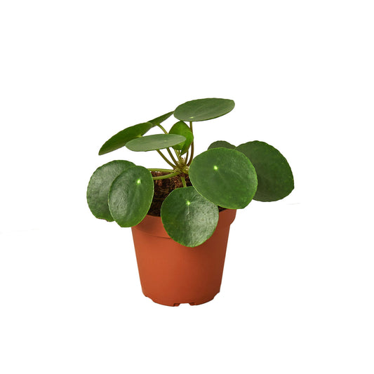 Pilea Peperomioides 'Chinese Money' - 4” NURSERY POT ONLY