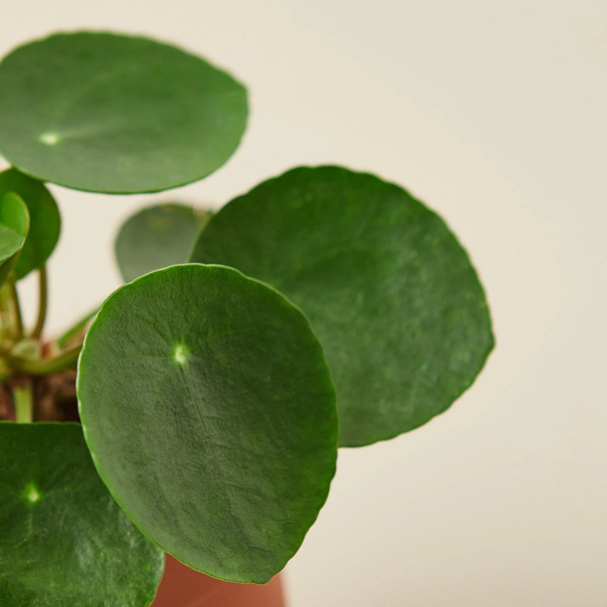 Pilea Peperomioides 'Chinese Money' - 4” NURSERY POT ONLY