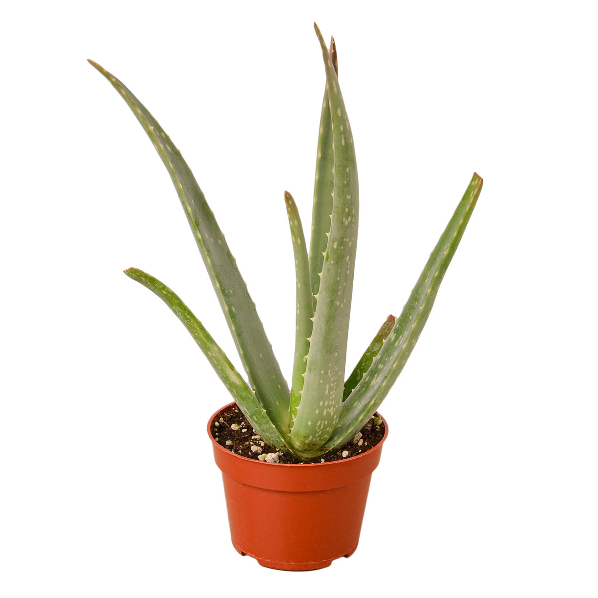 Aloe Vera - 4” NURSERY POT ONLY