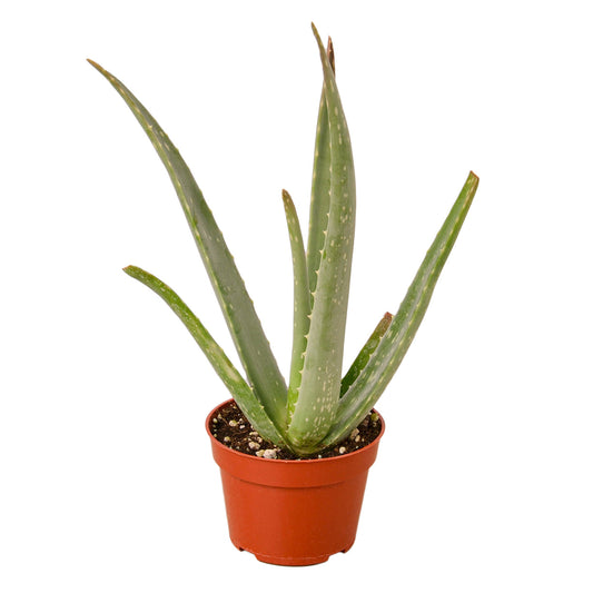 Aloe Vera - 4” NURSERY POT ONLY