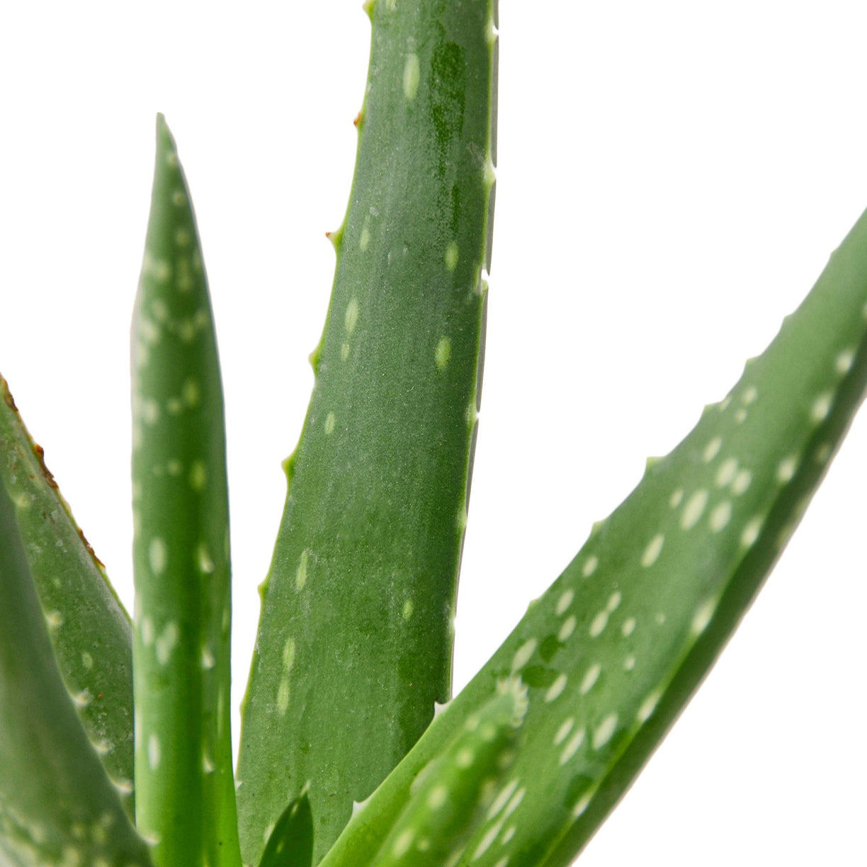 Aloe Vera - 4” NURSERY POT ONLY