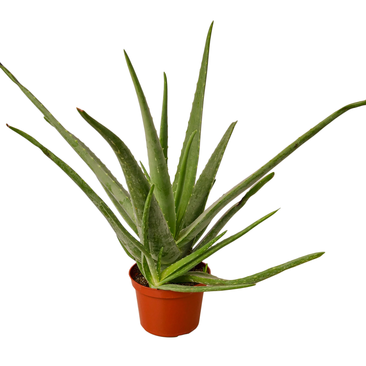 Aloe Vera - 4” NURSERY POT ONLY